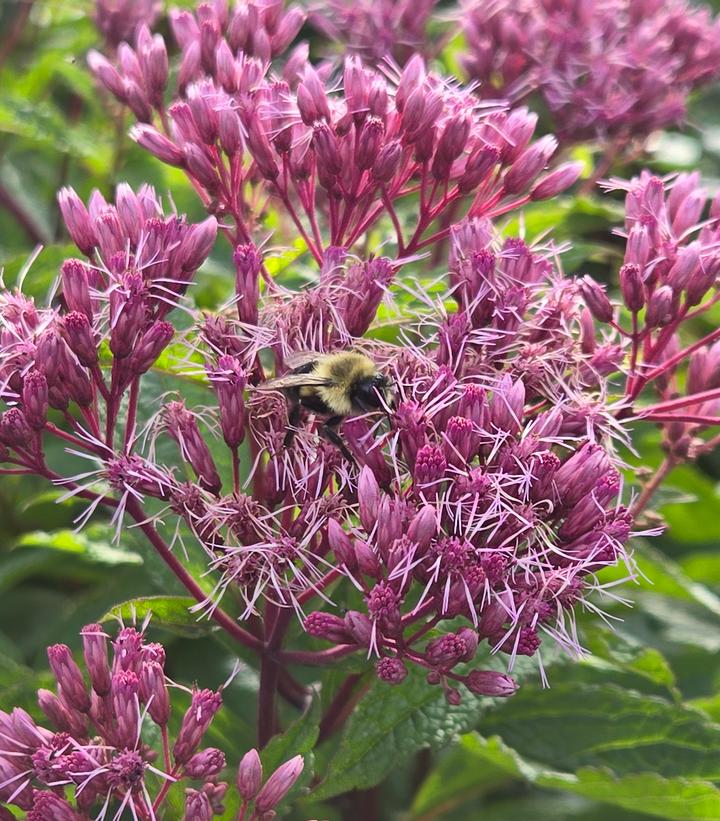 Image Credit: Prides Corner Farms