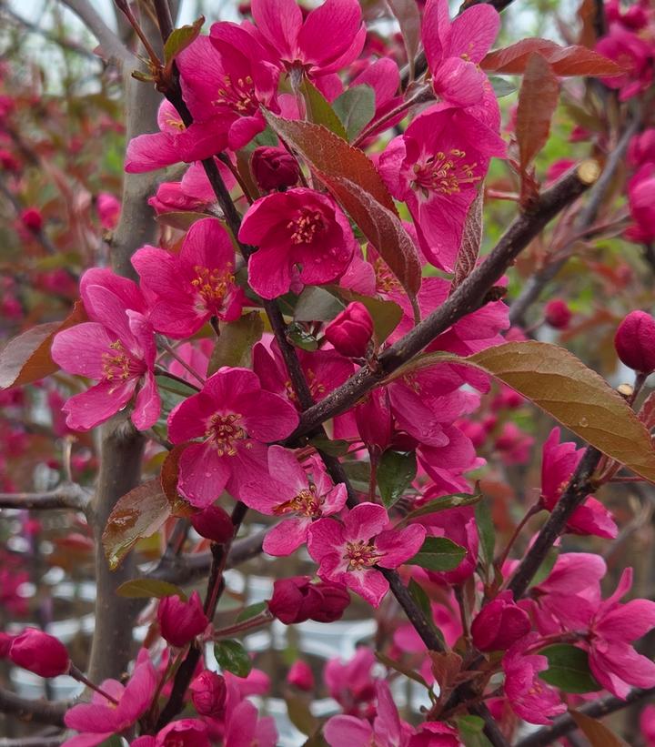 Image Credit: Prides Corner Farms