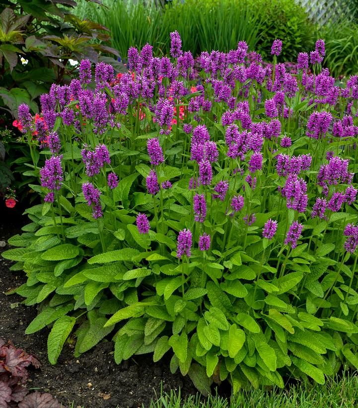 Image Credit: Walters Gardens