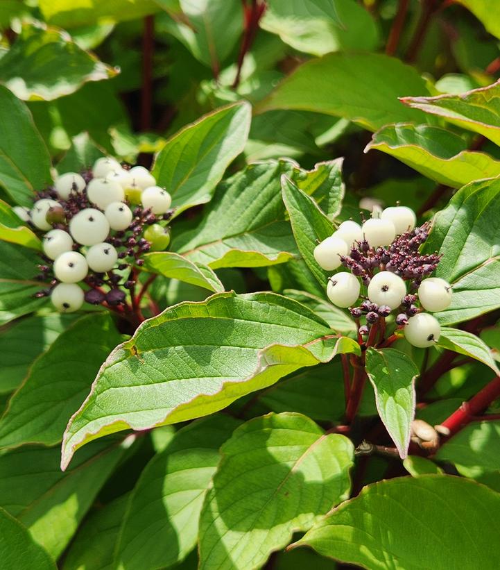 Image Credit: Prides Corner Farms