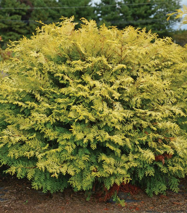 Image Credit: Star Roses and Plants