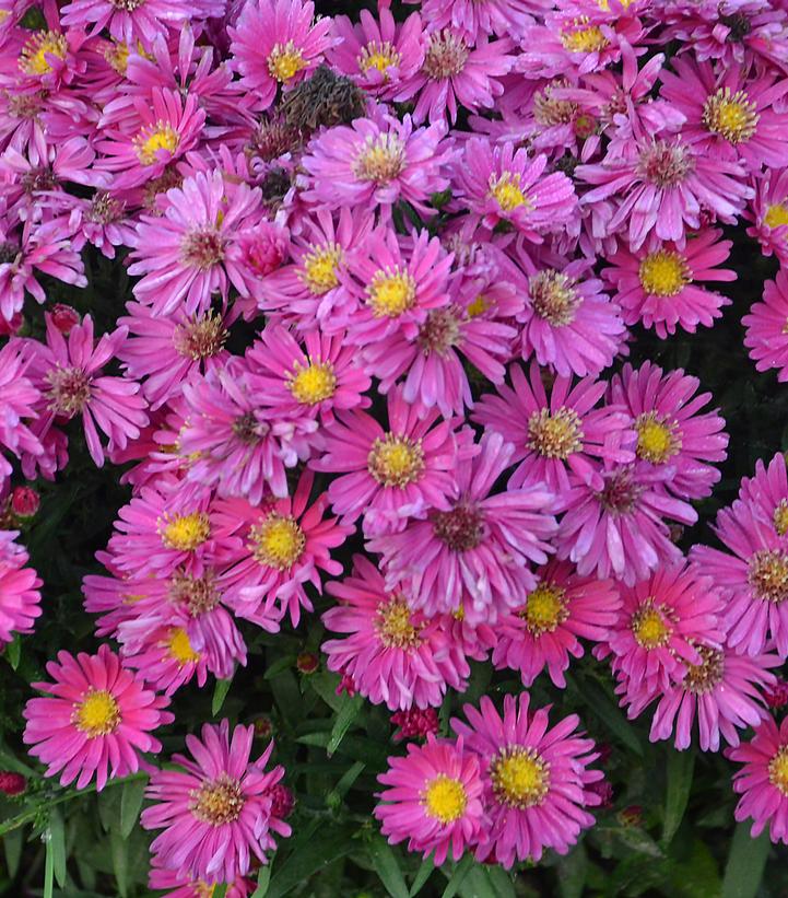 Image Credit: Walters Gardens