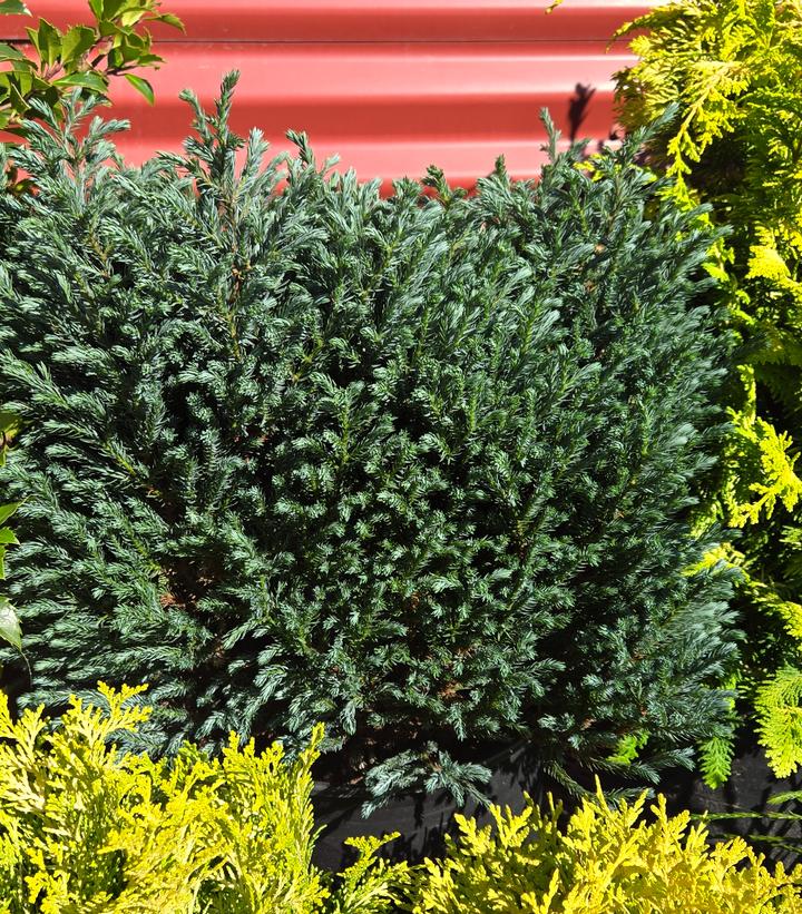 Image Credit: Prides Corner Farms