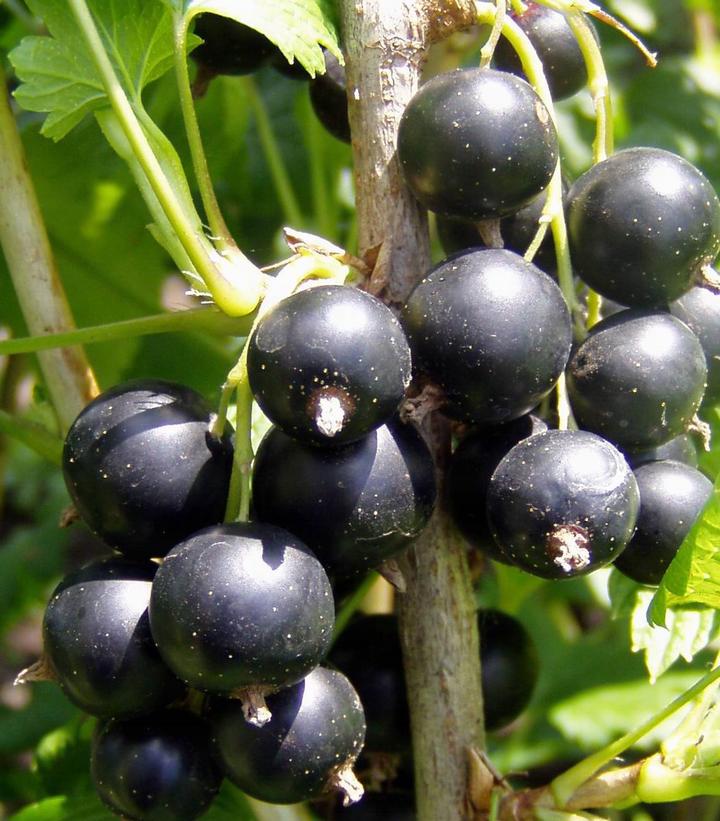 Image Credit: Bailey Nurseries