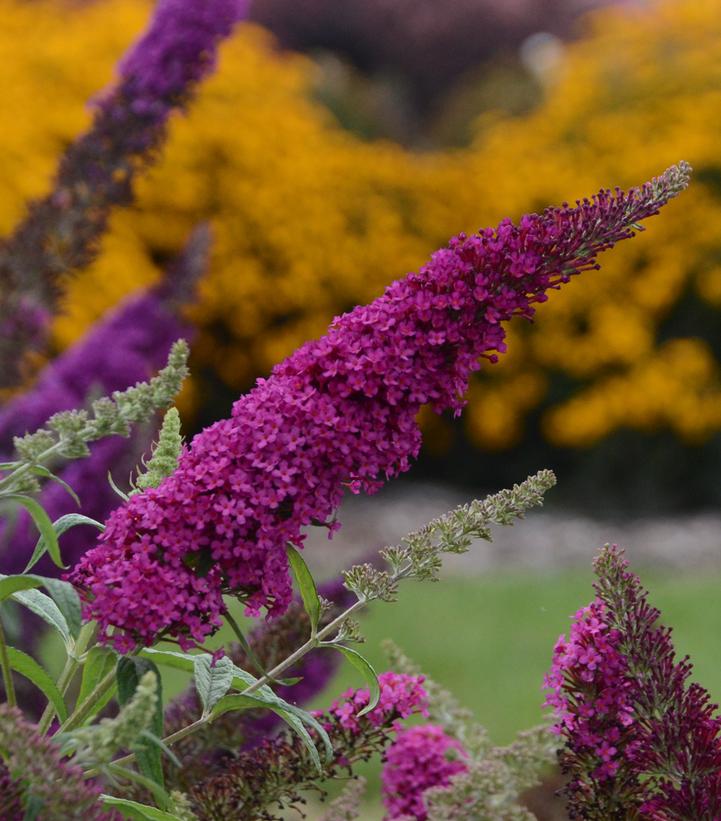 Image courtesy of Walters Gardens