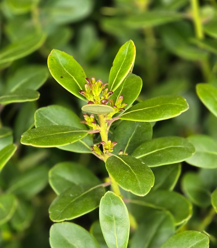 Image Credit: Prides Corner Farms