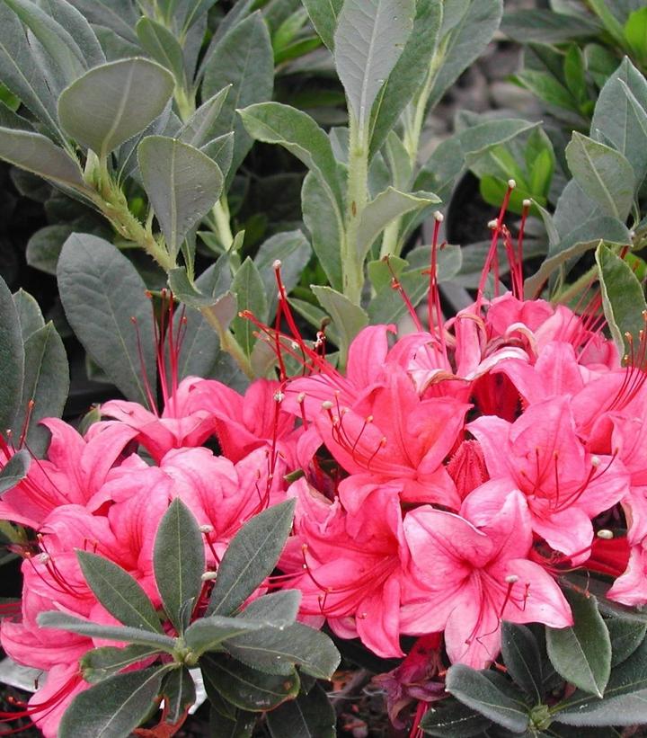 Image Credit: Bailey Nurseries