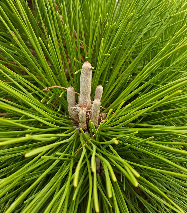 Image Credit: Prides Corner Farms