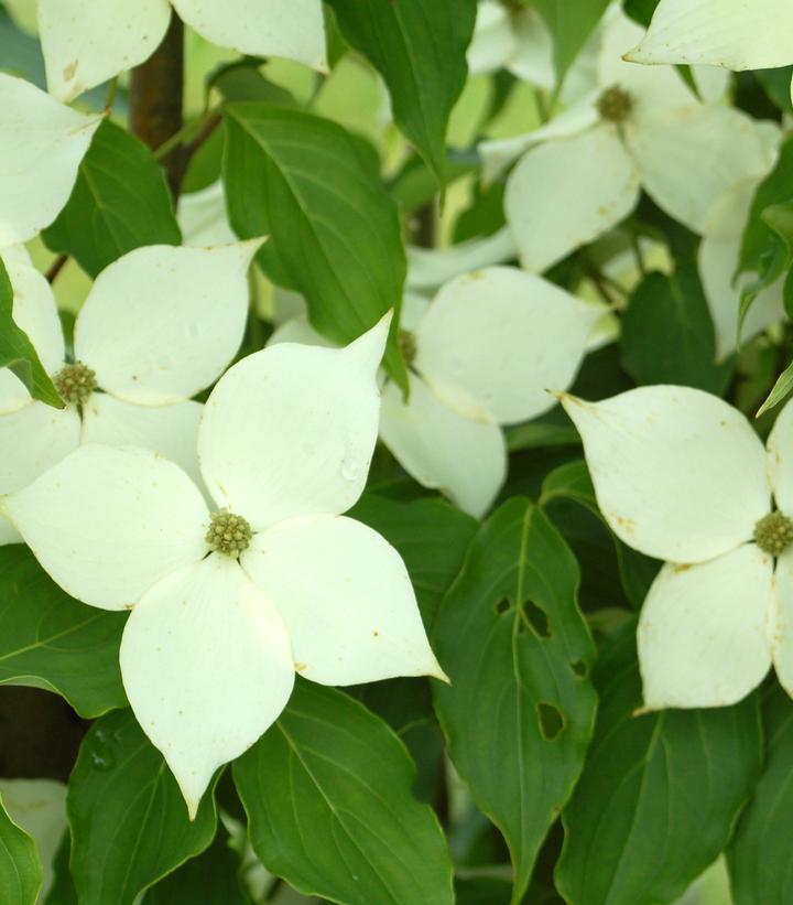 Cornus kousa 'Milky Way'