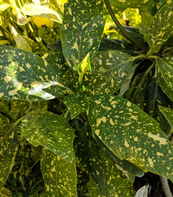 Image Credit: Prides Corner Farms