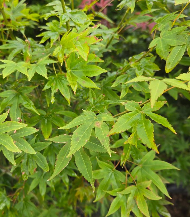 Image Credit: Prides Corner Farms