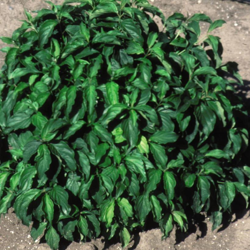 Image courtesy of Bailey Nurseries