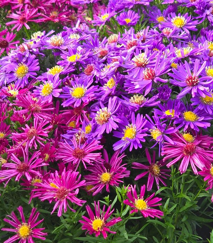 Image Credit: Prides Corner Farms