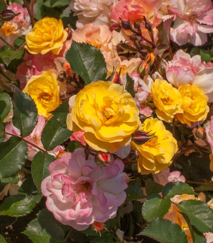 Image Credit: Star Roses