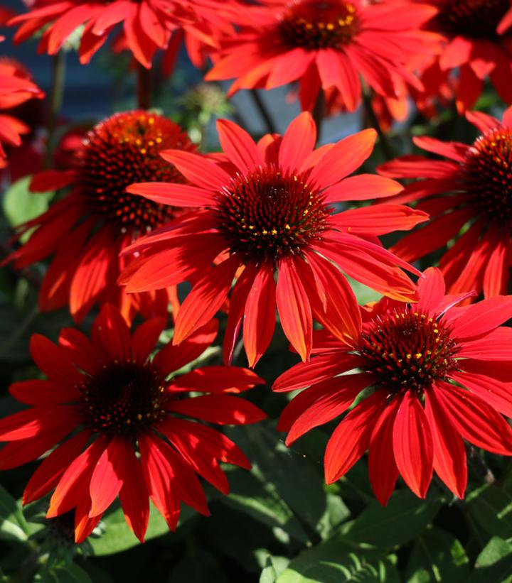 Image Credit: Ball Horticulture