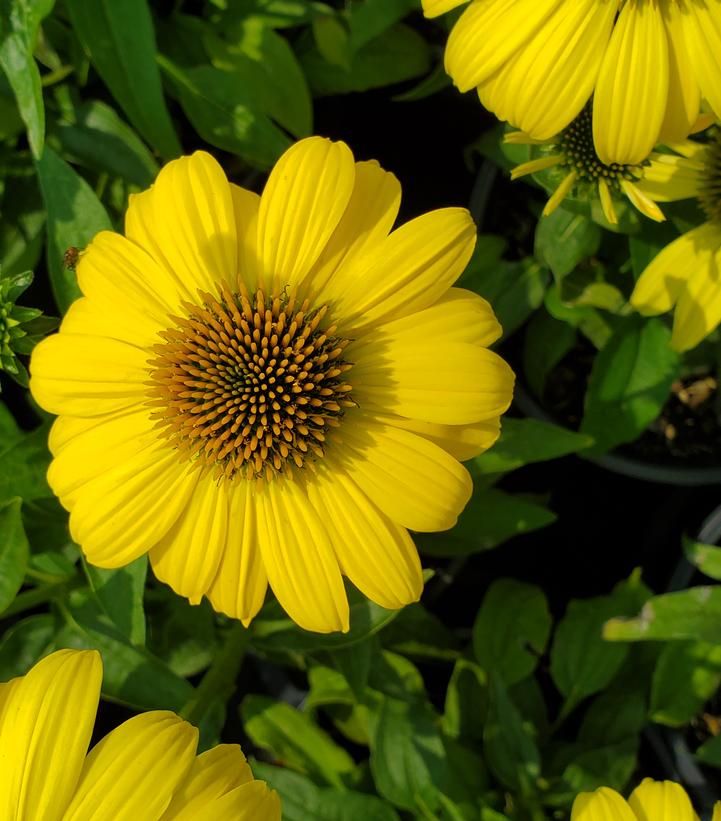 Echinacea x Sombrero® Lemon Yellow Improved
