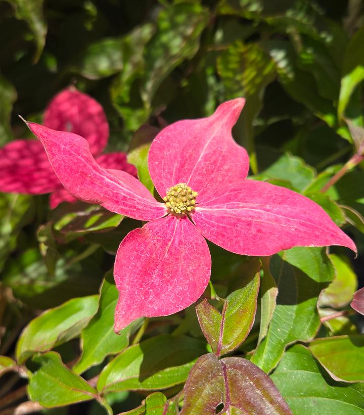 Image Credit: Prides Corner Farms