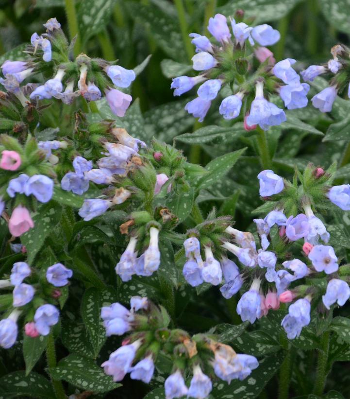 Image Credit: Walters Gardens