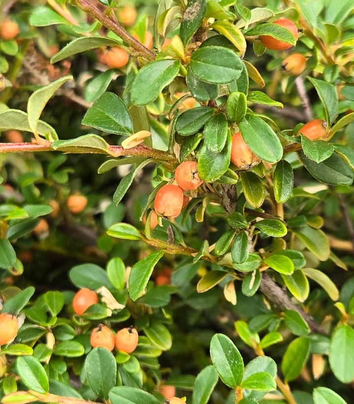 Image Credit: Prides Corner Farms