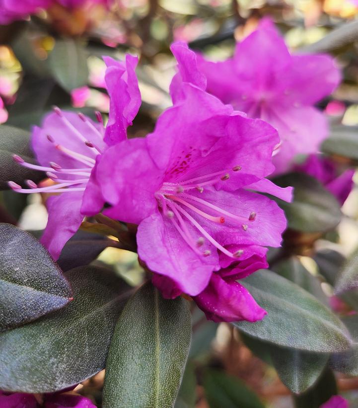 Image Credit: Prides Corner Farms