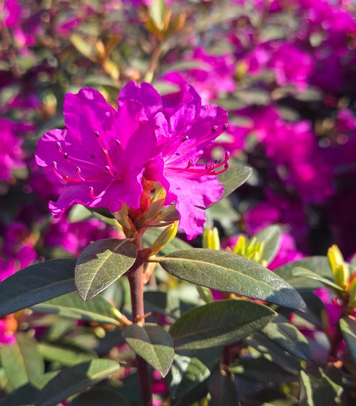 Image Credit: Prides Corner Farms