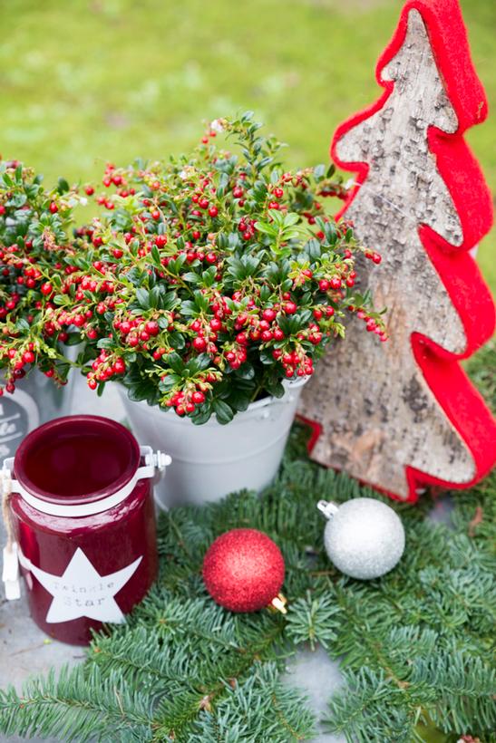 Image Credit: Concept Plants