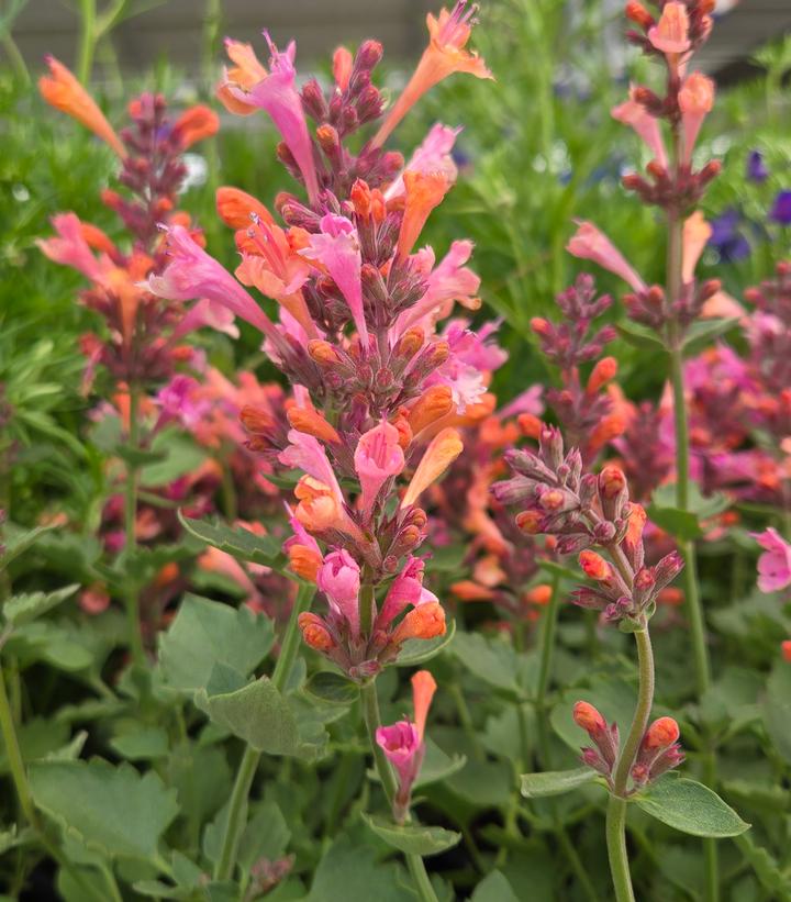 Image Credit: Prides Corner Farms