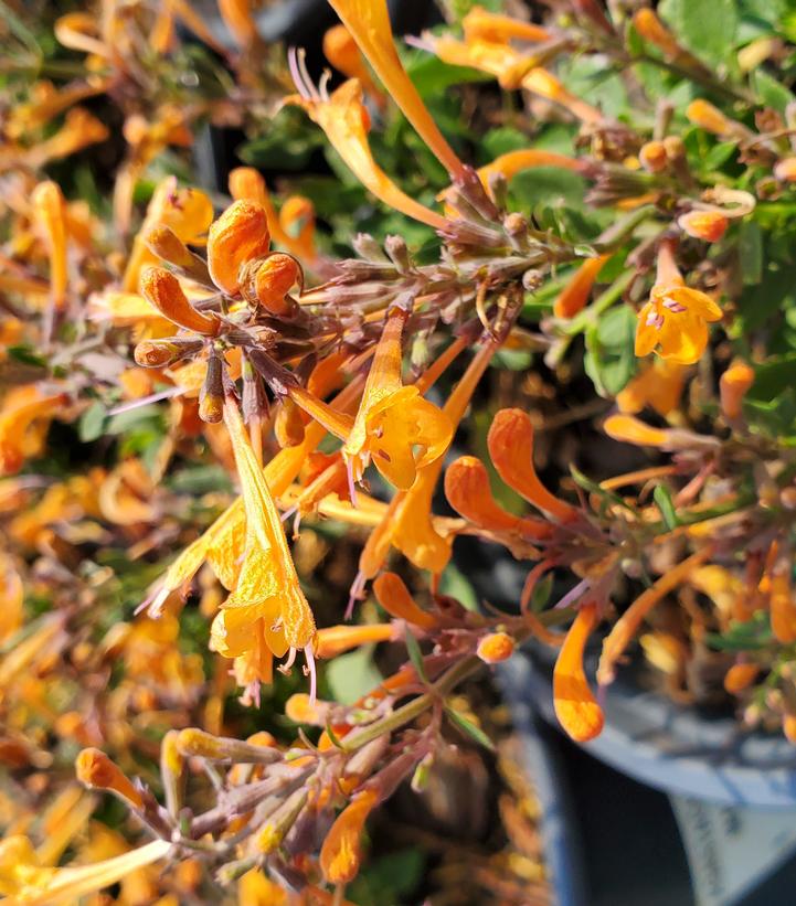 Image Credit: Prides Corner Farms