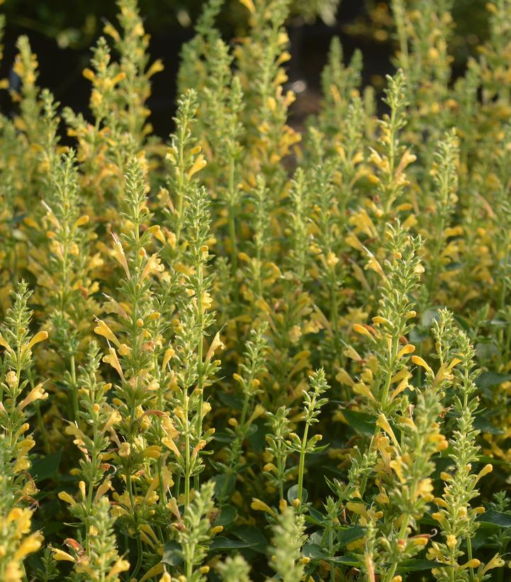 Image Credit: Prides Corner Farms