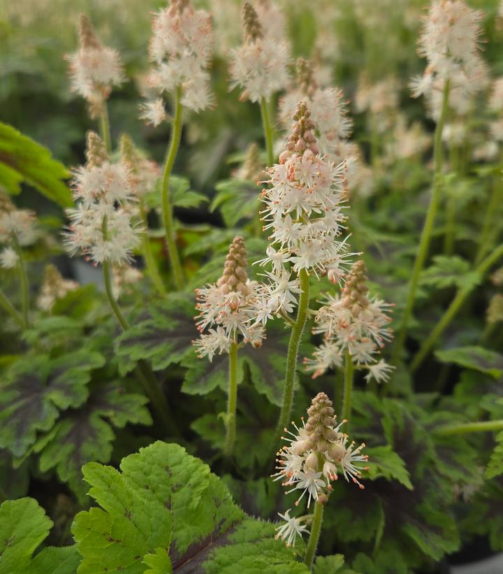 Image Credit: Prides Corner Farms