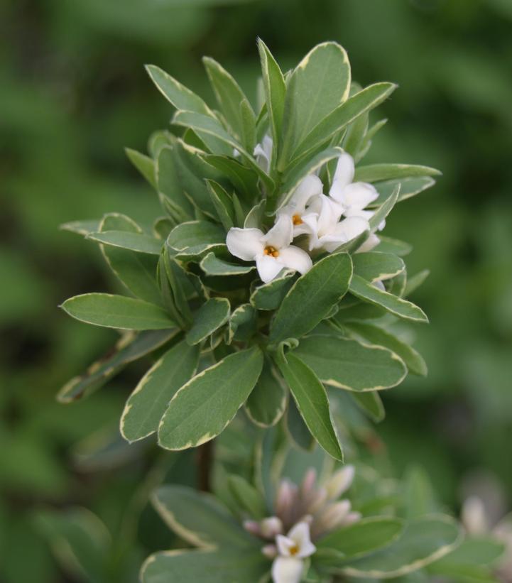 Image Credit: Bailey Nurseries