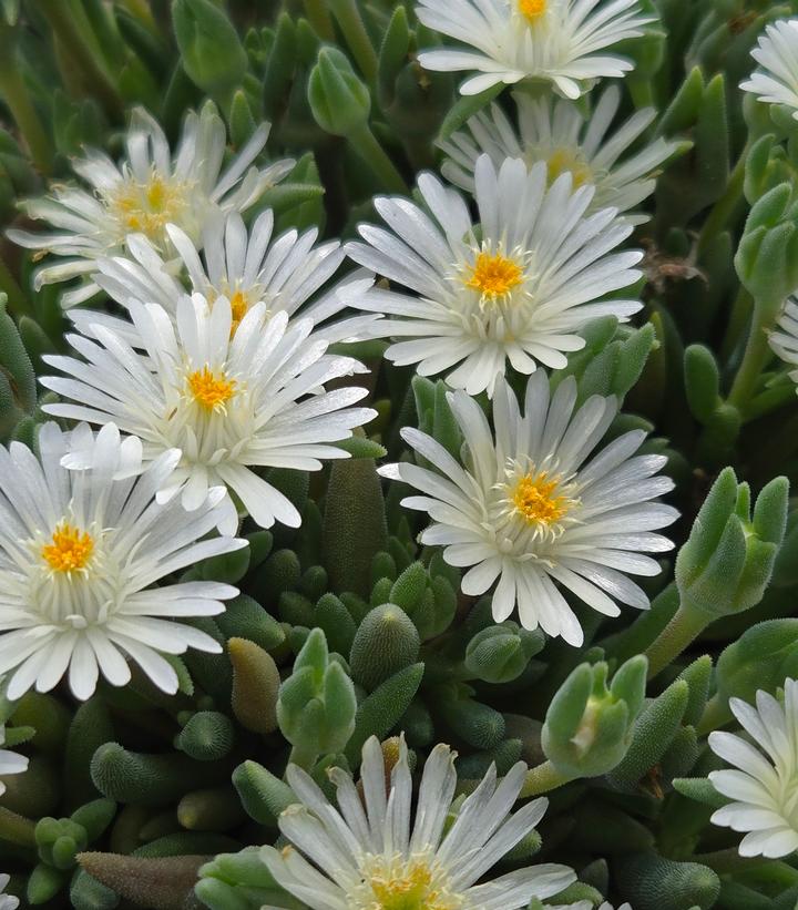 Image Credit: Prides Corner Farms