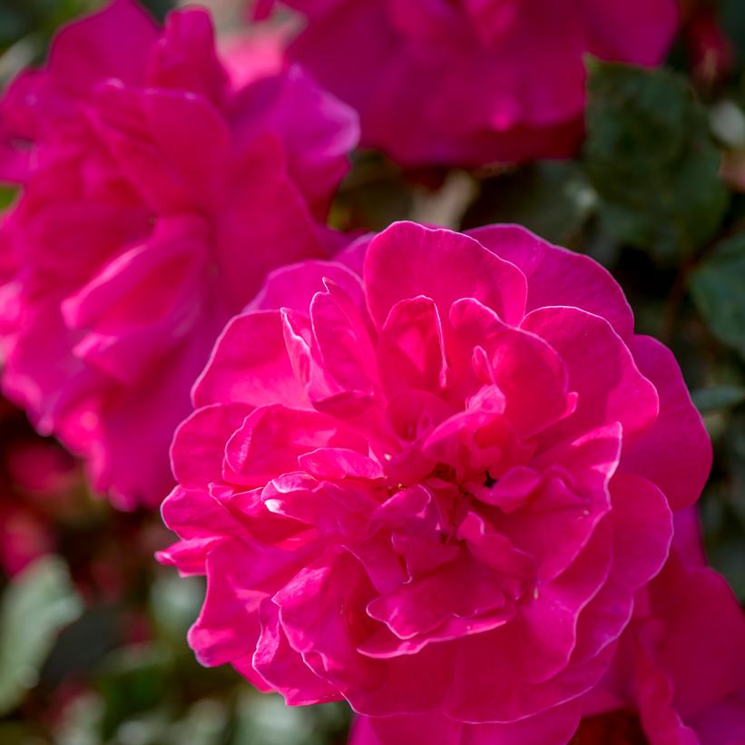 Image Credit: Star Roses and Plants