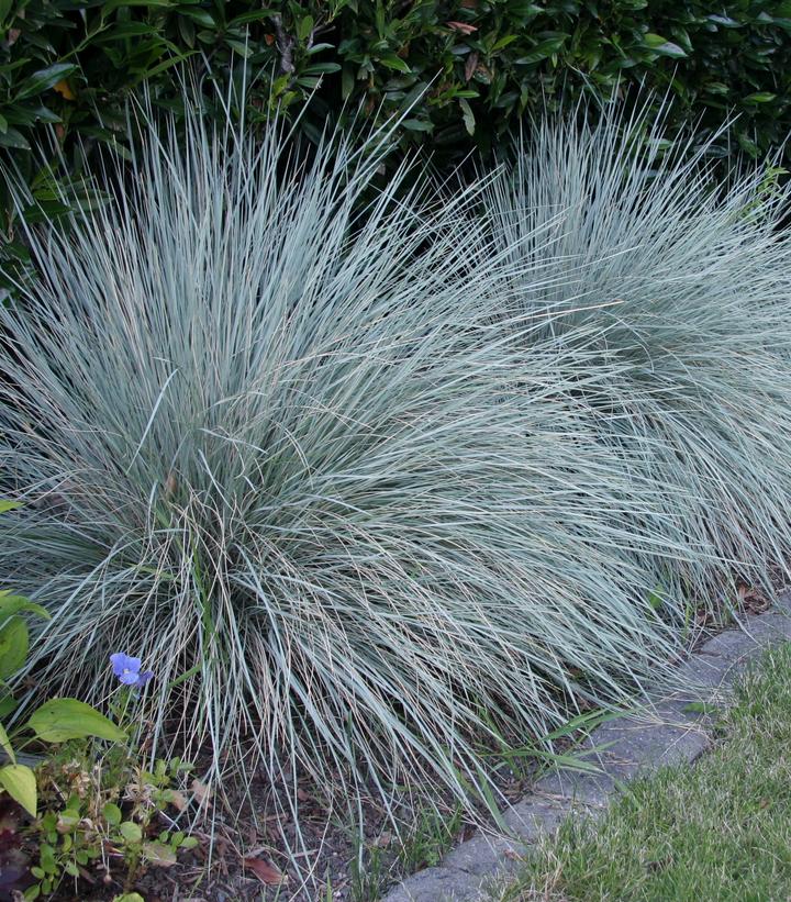 Image Credit: Hoffman Nurseries