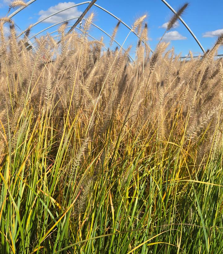 Image Credit: Prides Corner Farms