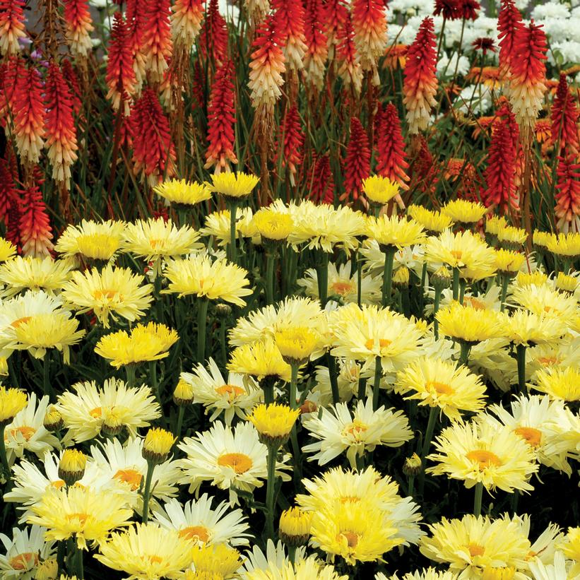 Image courtesy of Terra Nova Nurseries