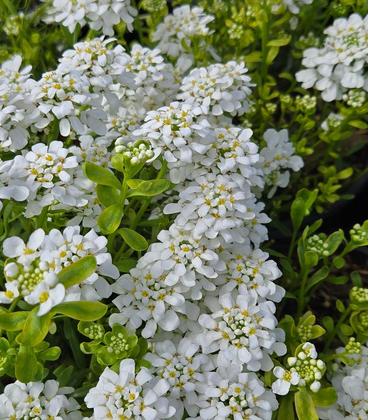 Image Credit: Prides Corner Farms