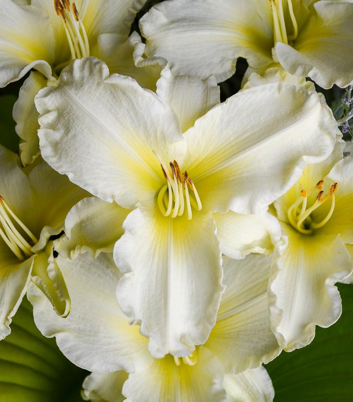 Image Credit: Walters Gardens