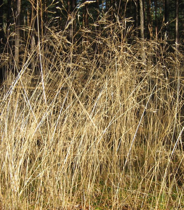 Image from Wikipedia