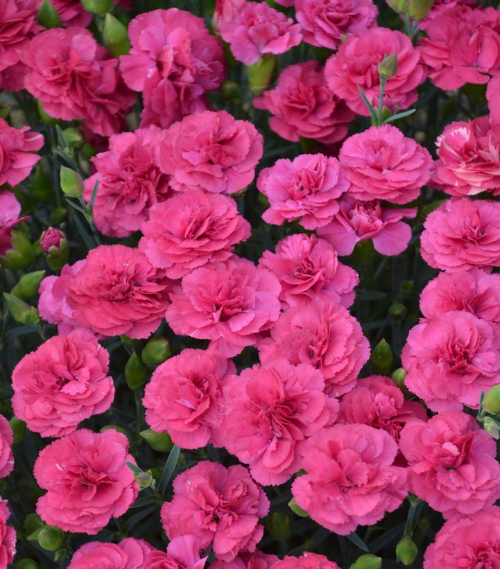 Image Credit: Walters Gardens