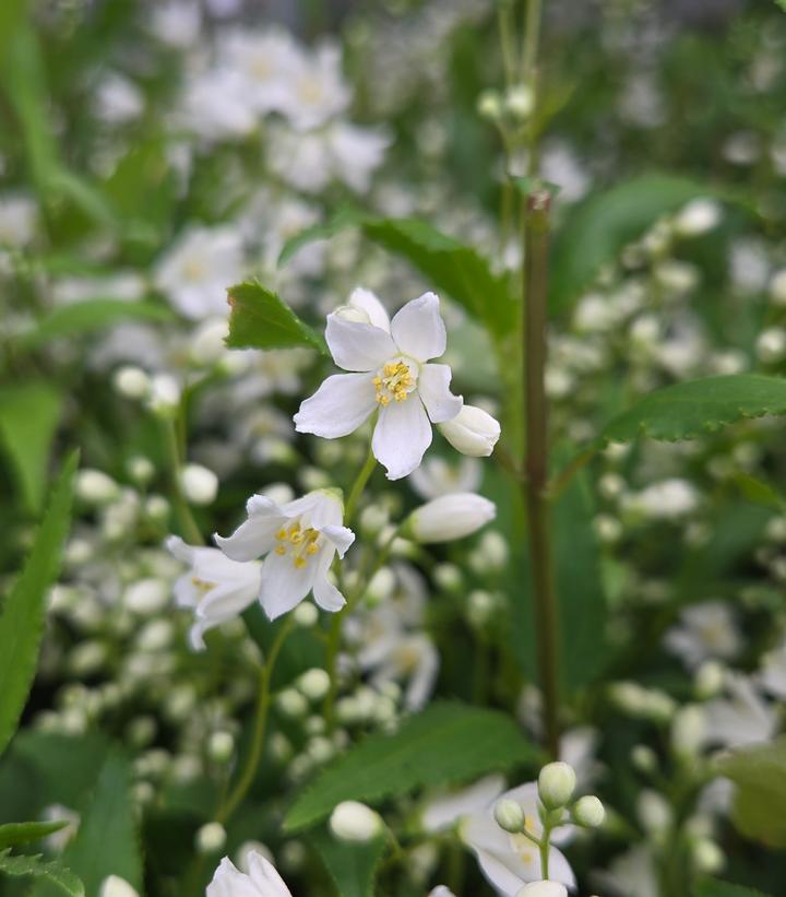 Image Credit: Prides Corner Farms