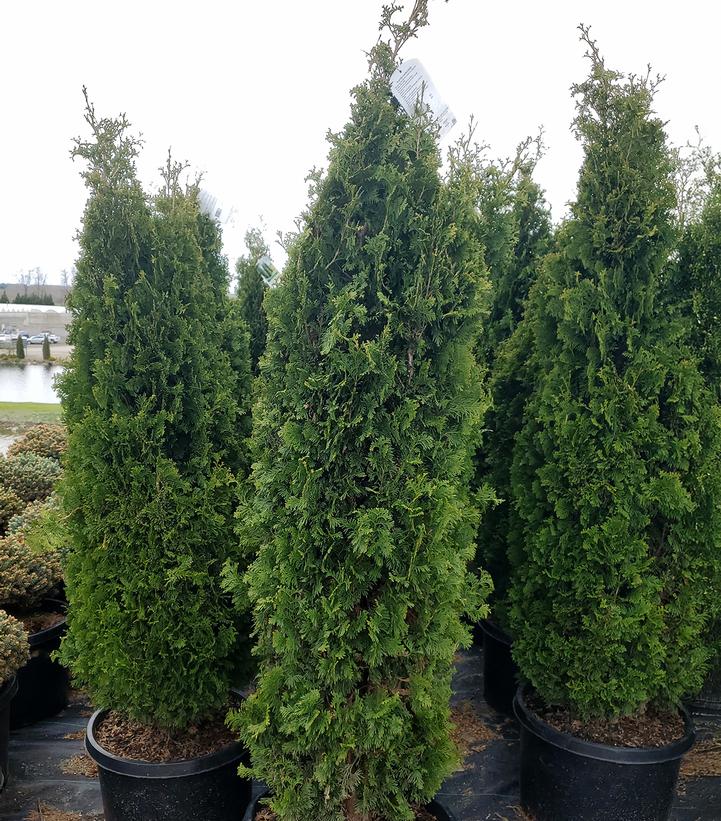 Image Credit: Prides Corner Farms