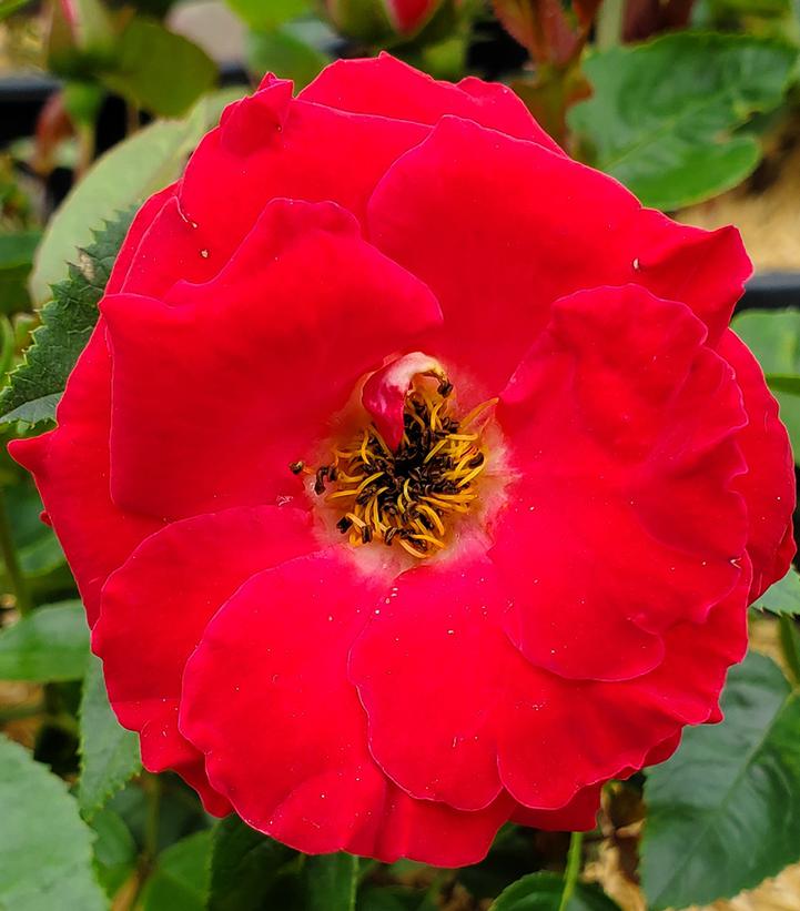 Image Credit: Prides Corner Farms