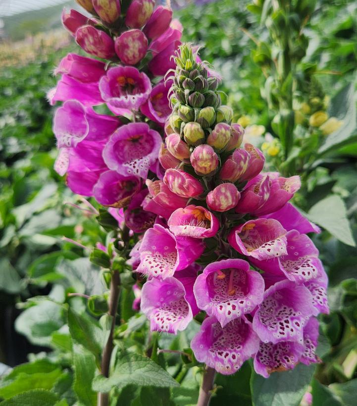 Image credit: Prides Corner Farms