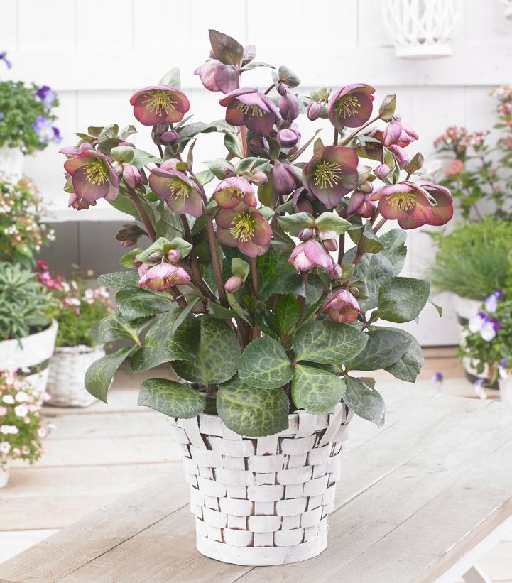 Image courtesy of Pacific Plug and Liner