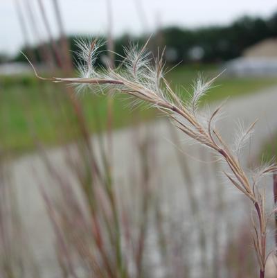 Schizachyrium scoparium - photo courtesy of Hoffman Nursery