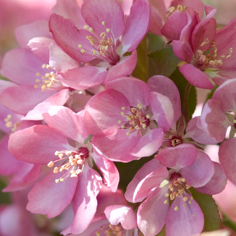 Image courtesy of Bailey Nursery