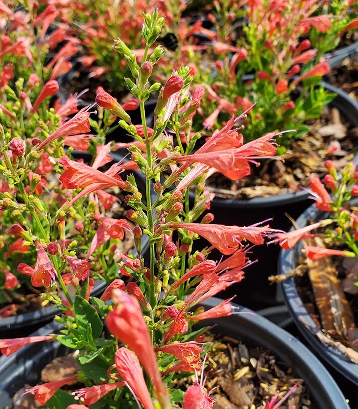 Image Credit: Prides Corner Farms