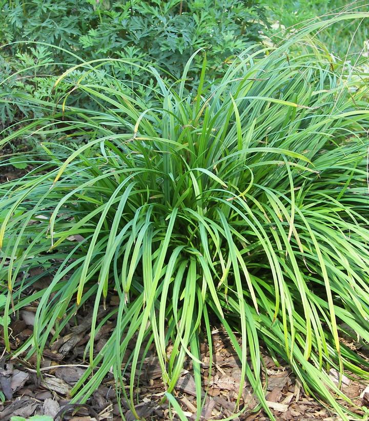 Carex amphibola -photo courtesy of North Creek Nurseries