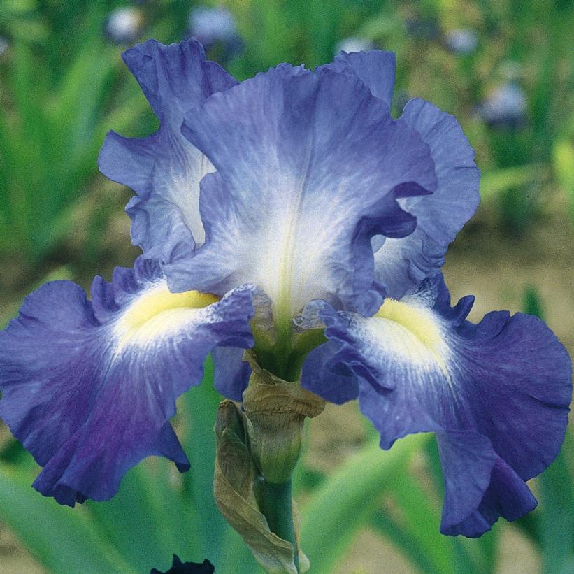 Image Credit: Shrieners Iris Gardens